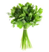 cilantro-producto